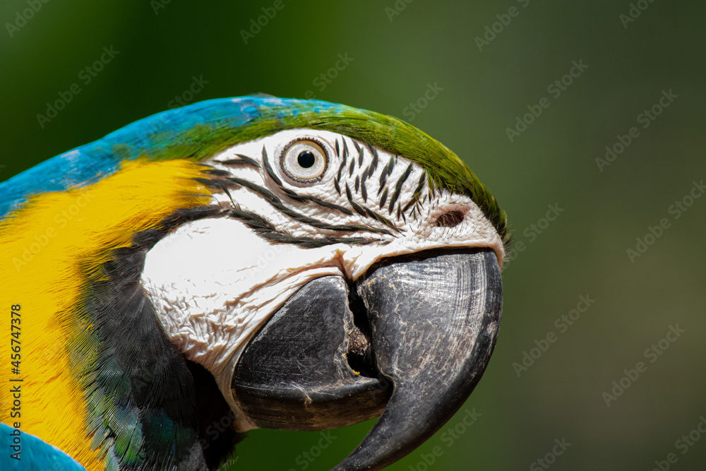 Curious macaw looking at the camera, tropical birds Curious macaw looking at the camera, tropical birds