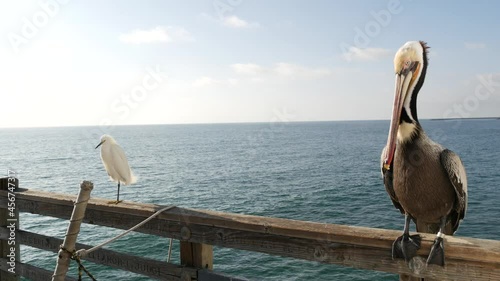 Pelican and white snowy egret, heron on wooden pier railings, Oceanside boardwalk, California USA. Ocean sea beach. Close up of coastal bird, seascape and blue sky. Funny animal behavior portrait. photo