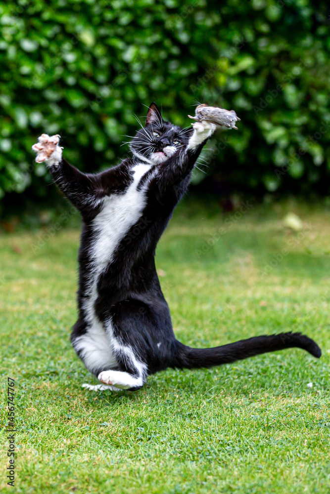 A Cat Playing With a Dead Mouse in a Garden A Cat Playing With a Dead Mouse in a Garden