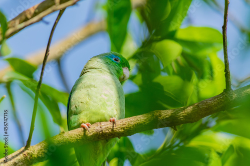 Green spectacled parrot perched on a branch