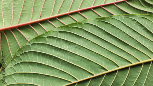 The structure of the kratom leaves. Mitragyna speciosa, the red and white structure on the back of the kratom leaves that can be seen naturally in detail with the naked eye. selective focus photo