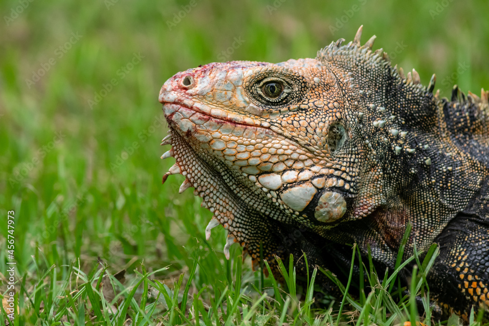 Iguana face, close-up reptile with many details