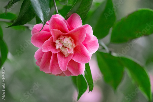 ピンクの椿　菱唐糸