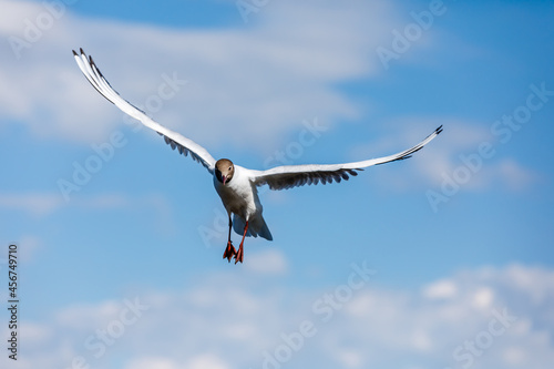 A black-headed gull flying in the blue sky.The graceful posture of the bird in mid air.