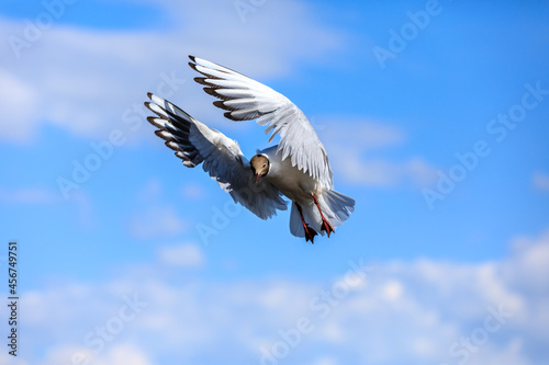 A black-headed gull flying in the blue sky.The graceful posture of the bird in mid air.