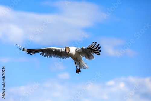 A black-headed gull flying in the blue sky.The graceful posture of the bird in mid air.