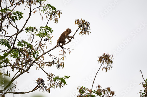 Canvas Print Monkey