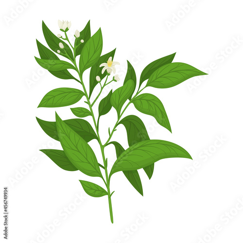 Bergamot vector cartoon icon. Vector illustration lime on white background. Isolated cartoon illustration icon of bergamot .