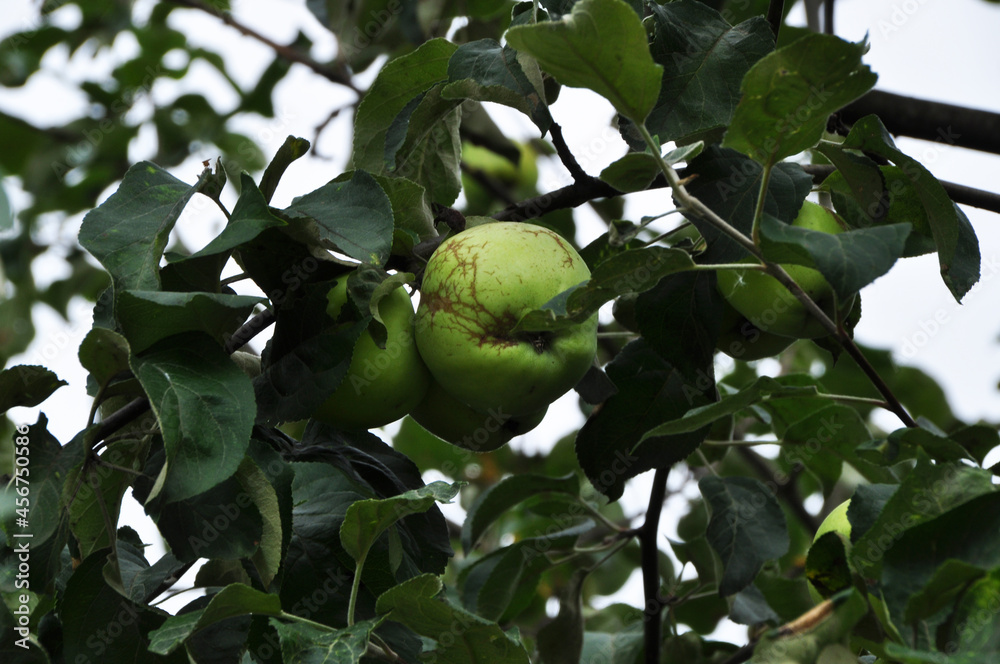 Ripe apples on a branch. Close-up, apples against a background of green leaves. Background, texture, design, autumn.