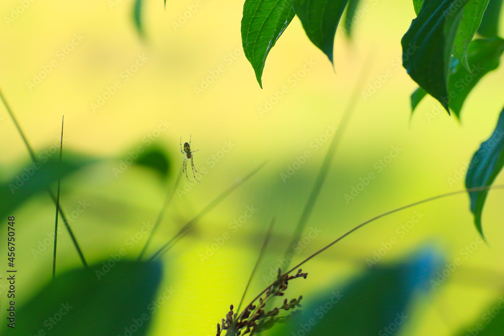 spider silhouette in the grass on green background spider silhouette in the grass on green background