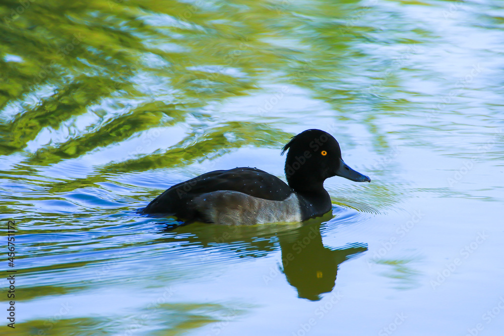 Fototapeta premium wild ducks on the lake near danube river in Germany