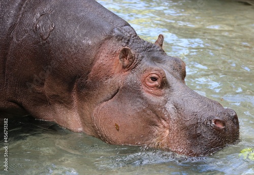 Hippopotame dans son bain