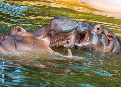 Cuddling of hippo with its juvenile