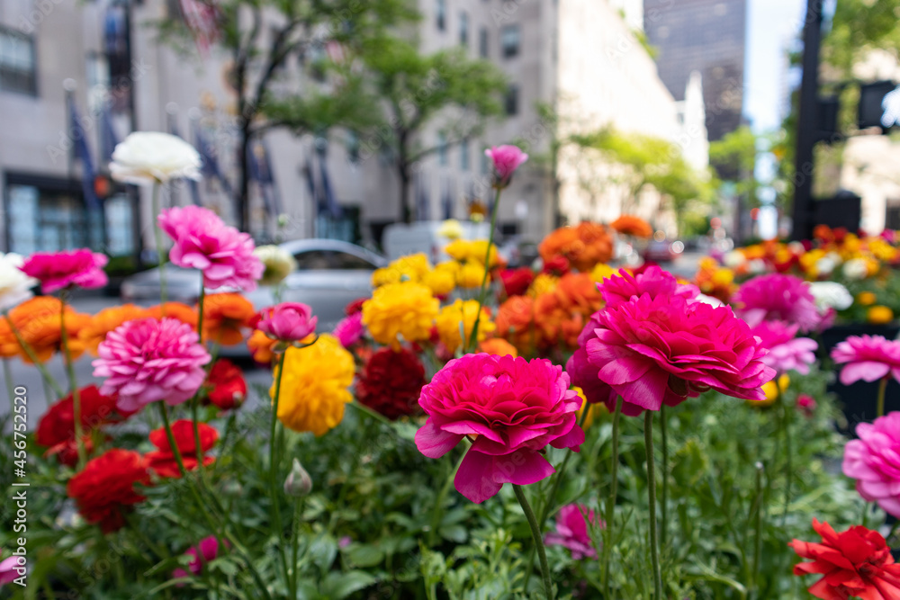 Colorful Flowers in Midtown Manhattan during Spring in New York City Colorful Flowers in Midtown Manhattan during Spring in New York City