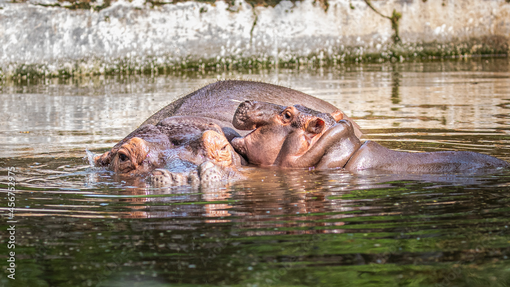 Obraz premium A juvenile hippo playing with its parents