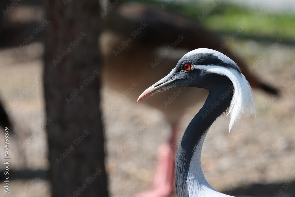 Fototapeta premium Closeup shot of a demoiselle crane on a blurred background