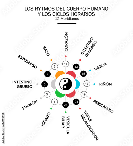 Ritmos circadianos de 24 horas de los principales meridianos del cuerpo y órganos según la medicina china. Yin para negro - blanco, yang. Colores de los 5 elementos: rojo para el fuego