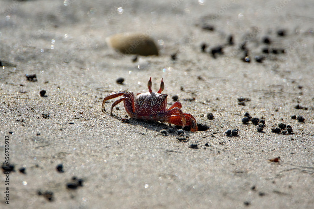 Sally lightfoot crab going into a hole on the beach in Ayampe, Ecuador Sally lightfoot crab going into a hole on the beach in Ayampe, Ecuador
