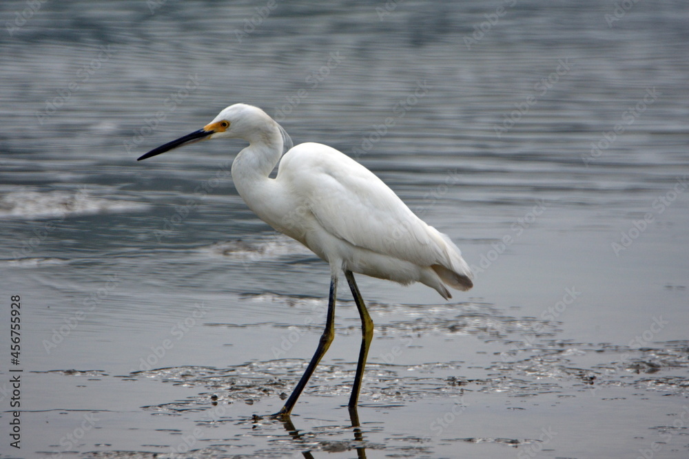 Snowy egret (Egretta thula) by a shallow pond near the beach in Ayampe, Ecuador Snowy egret (Egretta thula) by a shallow pond near the beach in Ayampe, Ecuador