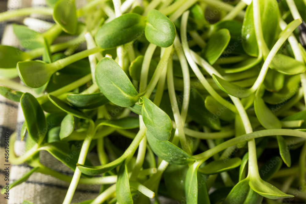 Raw Green Organic Sunflower Sprouts Raw Green Organic Sunflower Sprouts