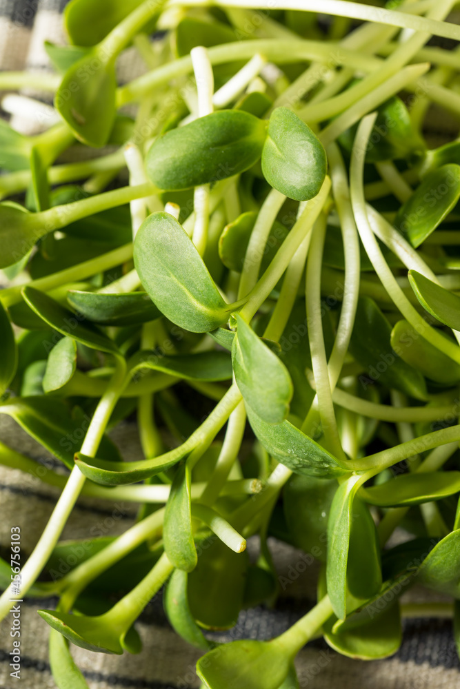 Raw Green Organic Sunflower Sprouts Raw Green Organic Sunflower Sprouts