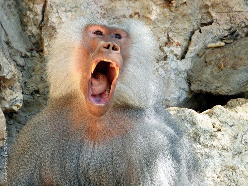 The baboon is making faces, possibly rehearsing the role of Hamlet.