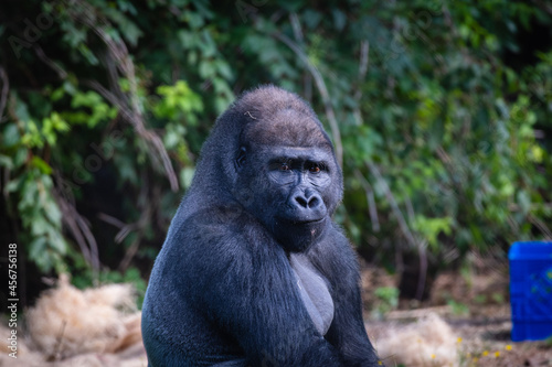 Gorilla in zoo © Brent