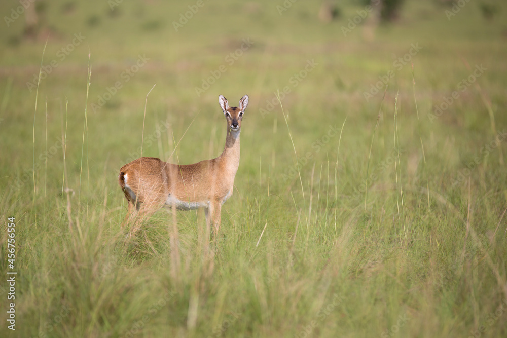 Sexual dimorphism in oribi antelope. In the oribi, only bucks grow horns but that is not the case for all antelopes. In gazelles for instance, both male and female have them.