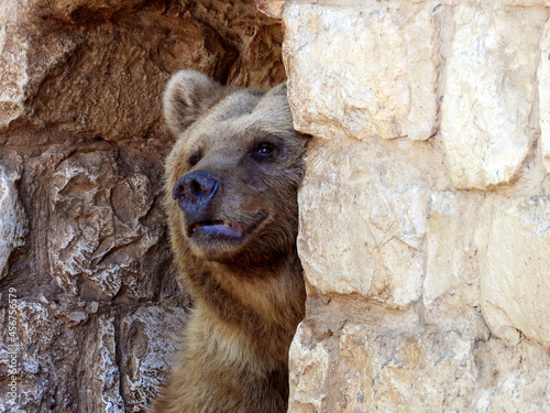 A bear offended by someone looks out from around the corner.