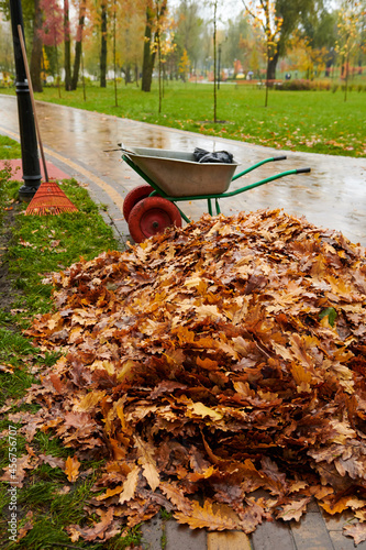 Cleaning of autumn leaves in the park with garden rake and cart. A pile of yellow leaves after rain. Vertical photo.
