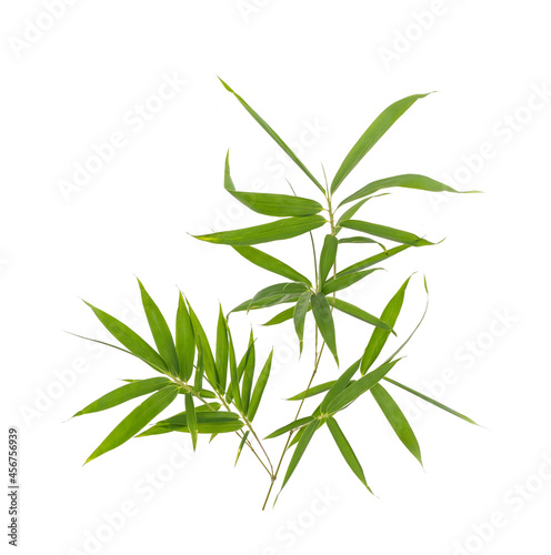 bamboo leaves isolated on white background © xiaoliangge