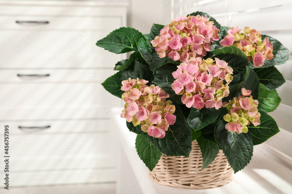 Beautiful blooming pink hortensia in wicker basket on window sill indoors. Space for text