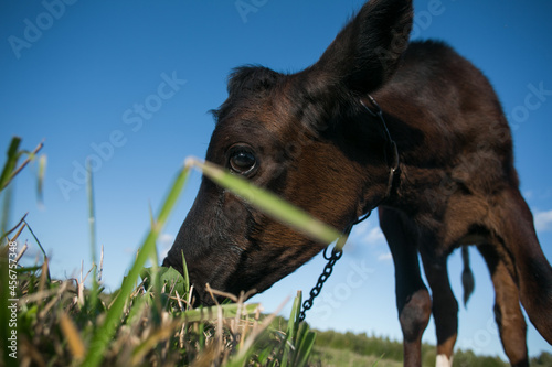 Foto calf, close-up, eating grass.