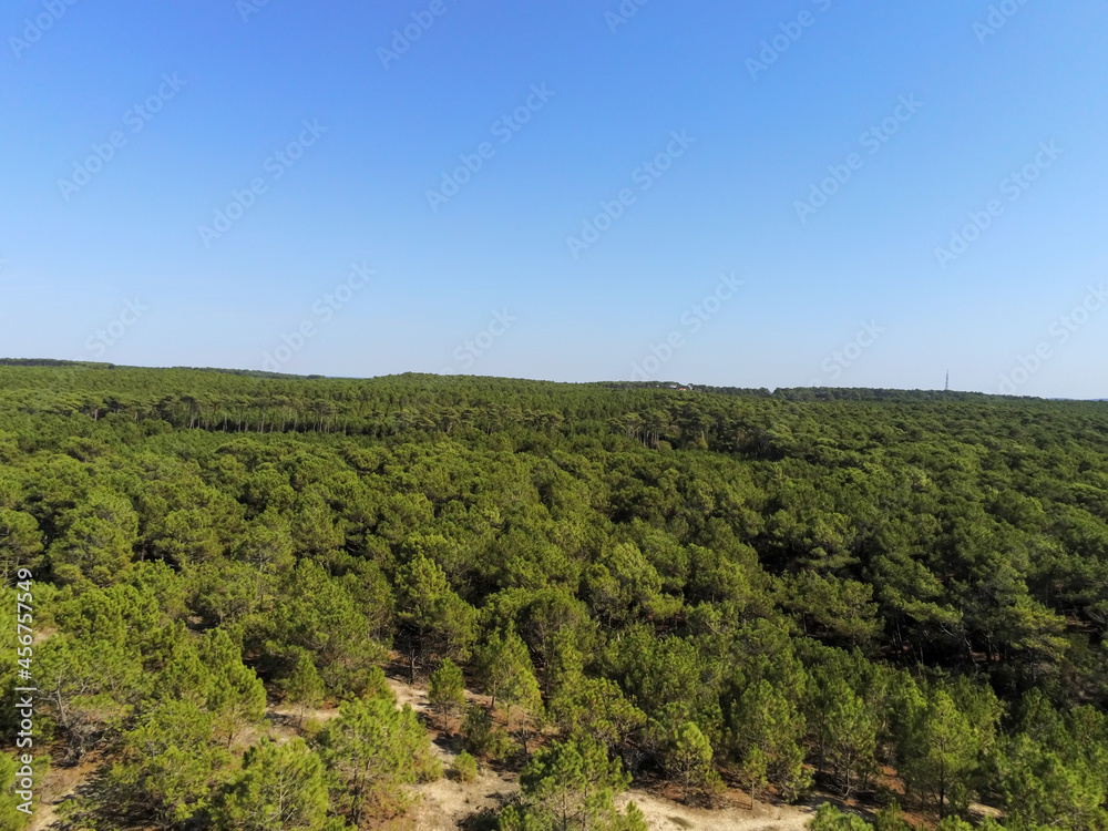 Naklejka premium Forêt de pins, vue aérienne au Cap Ferret, Gironde