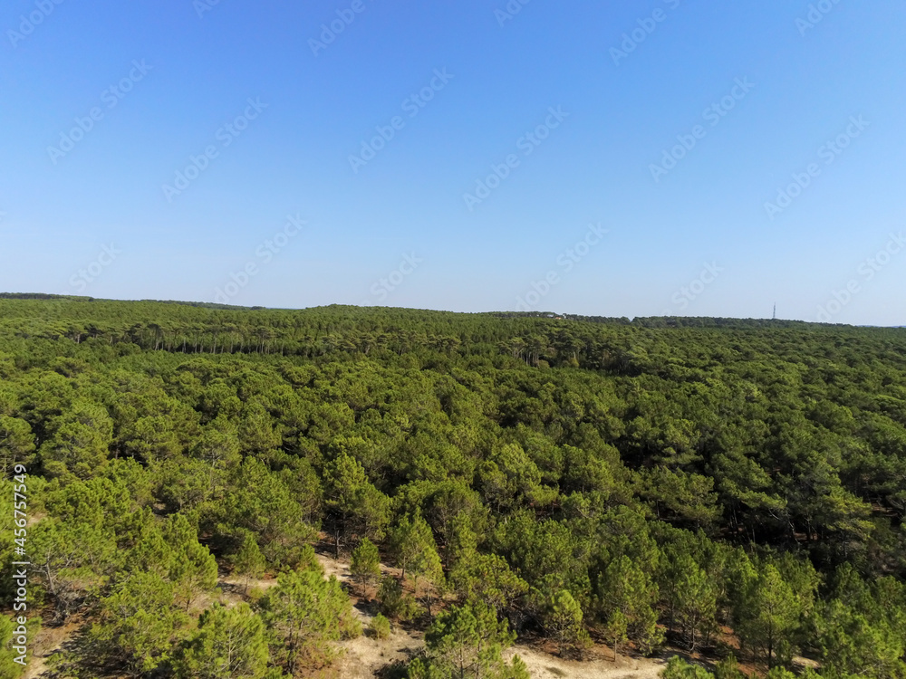 Forêt de pins, vue aérienne au Cap Ferret, Gironde