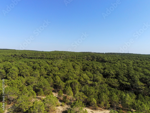 Forêt de pins, vue aérienne au Cap Ferret, Gironde