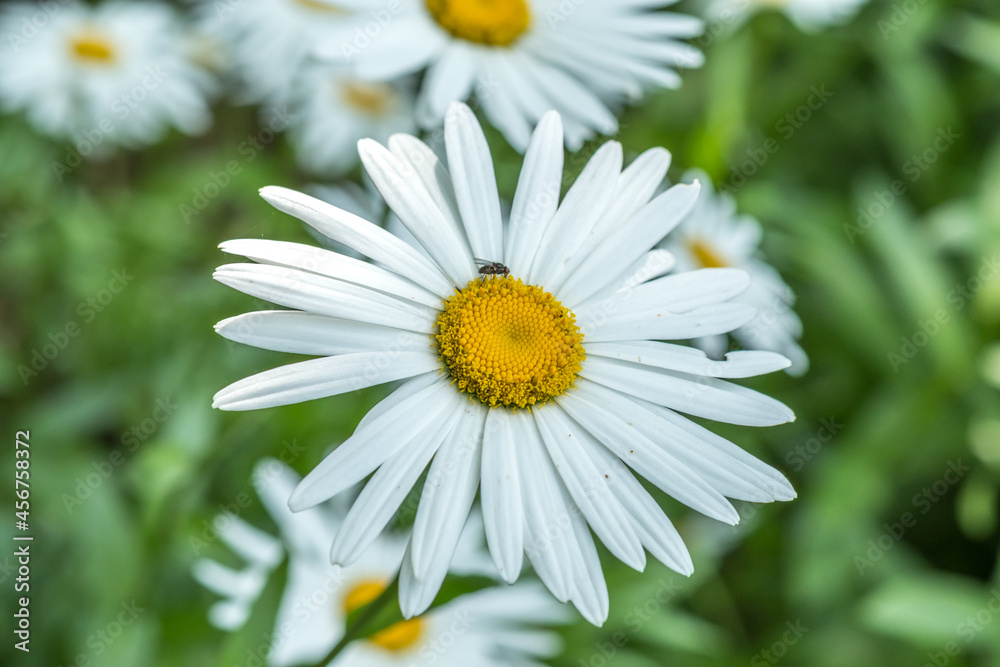 Fototapeta premium daisy flower. Summer 2021