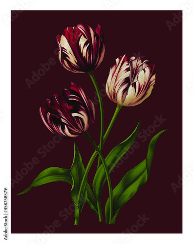 Botanical Tulip Vector Antique Illustration