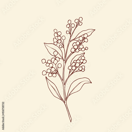 Hand drawn wattle illustration. Sketch acacia
