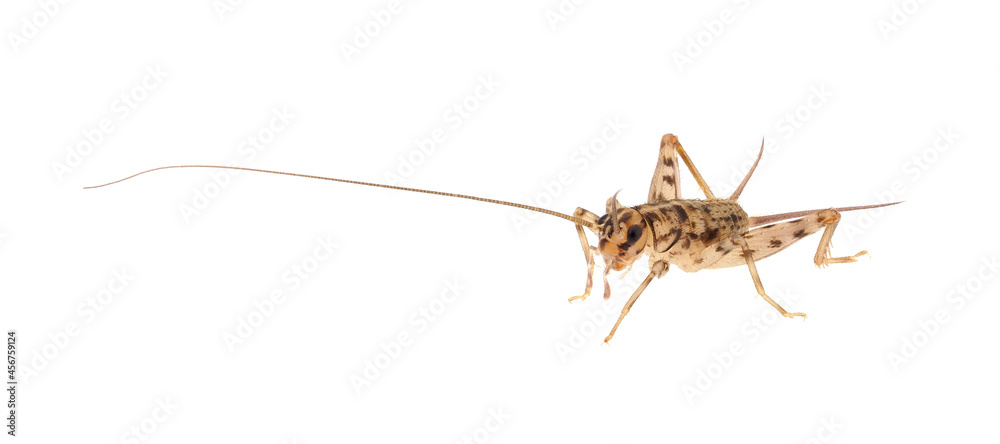 Wingless house-cricket isolated on white background, Gryllomorpha dalmatina