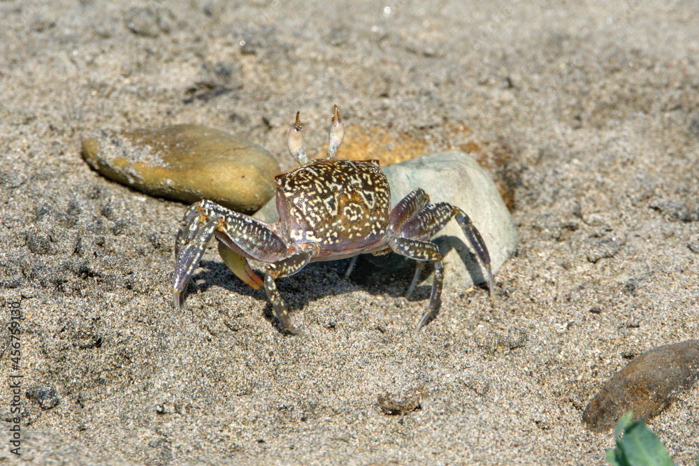 Small land crab on the beach in Ayampe, Ecuador Small land crab on the beach in Ayampe, Ecuador