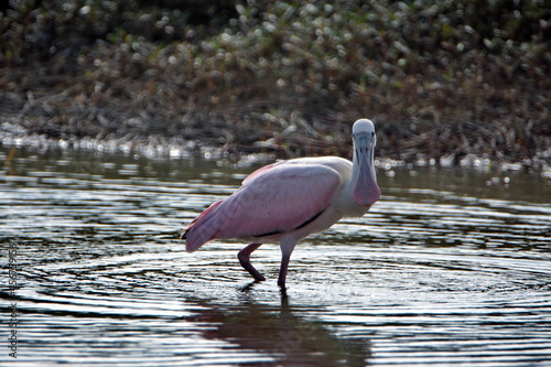 Roseate spoonbill (Platalea ajaja) in a shallow pond by the beach in Ayampe, Ecuador