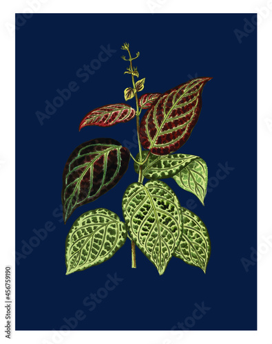 Botanical Caladium Vector Antique Illustration
