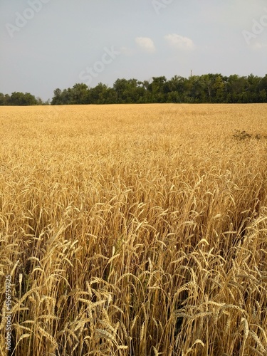 Endless fields of ripe wheat in early autumn.