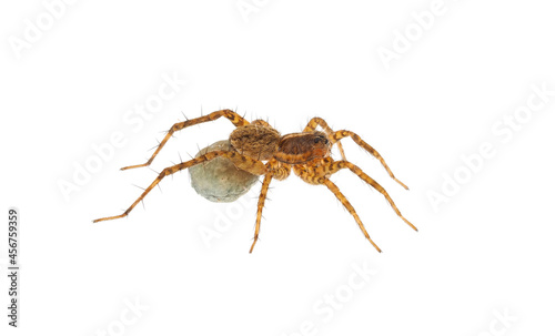 Thinlegged wolf spider with egg sac isolated on white background, Pardosa sp.
