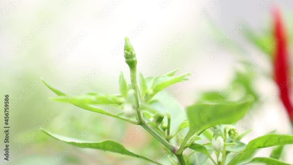 Green and Red Bird Chilli, Capsicum frutescens Linn on the tree Green and Red Bird Chilli, Capsicum frutescens Linn on the tree