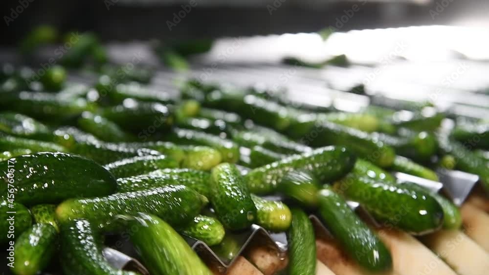 An industrial line for processing and preserving cucumbers An industrial line for processing and preserving cucumbers