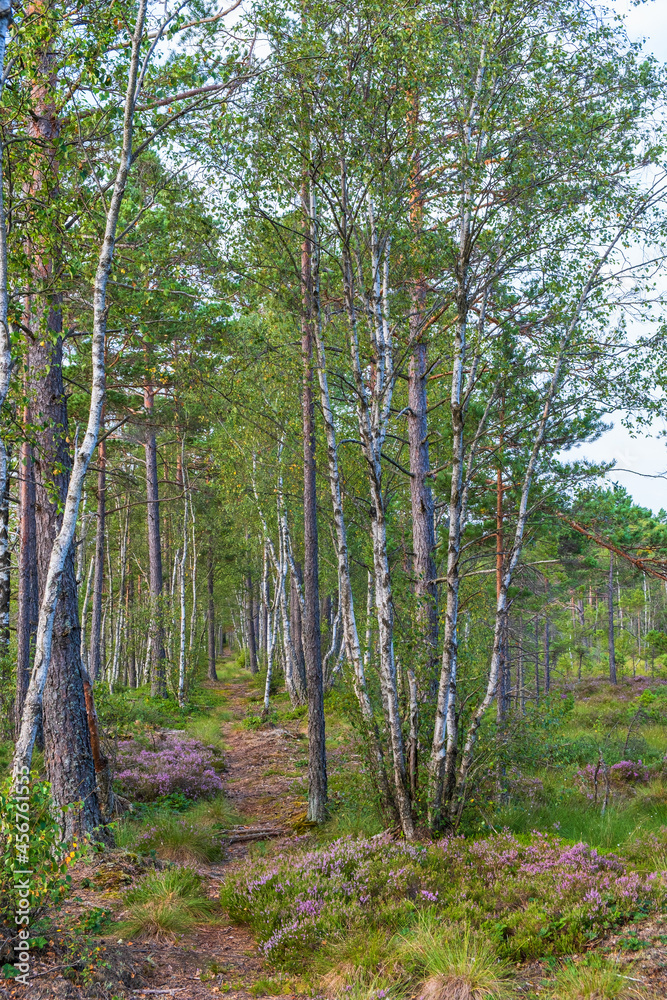 Fototapeta premium Peat forest with a hiking trail in the summer