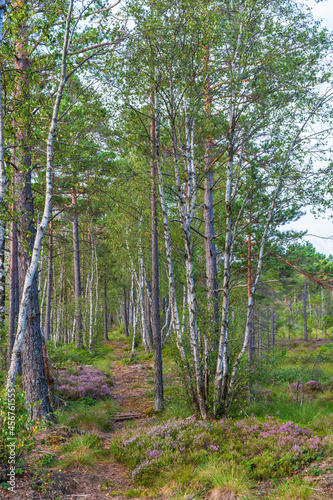 Peat forest with a hiking trail in the summer