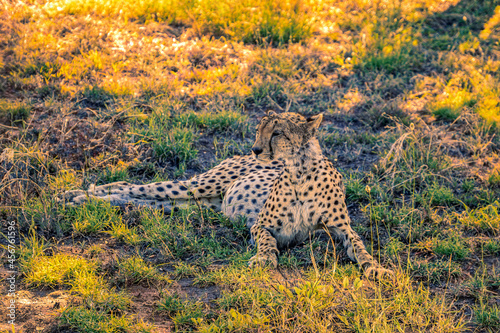 Tanzania  Serengeti park - Cheetah.